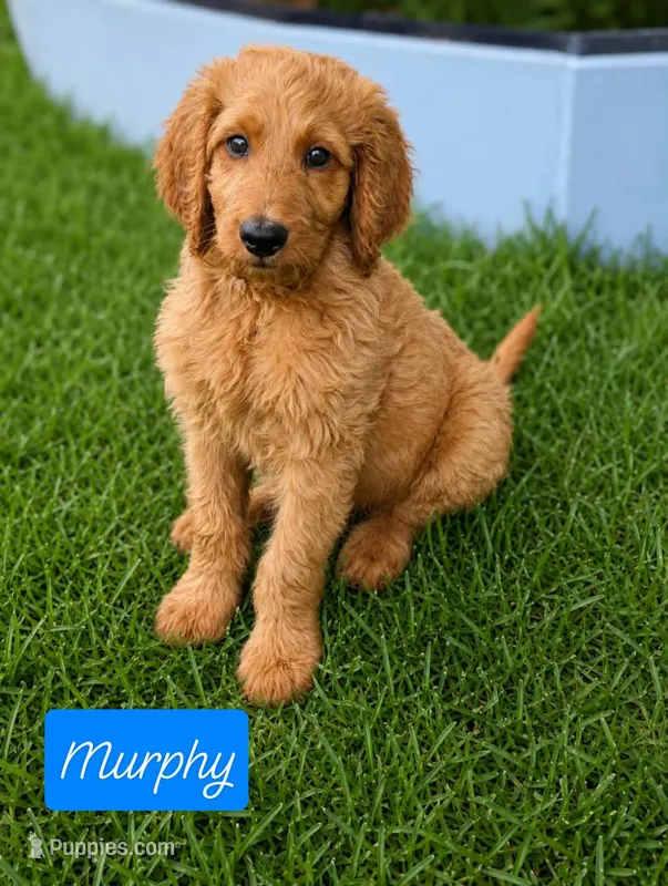 Murphy – Goldendoodle puppy for sale in Leavenworth, IN