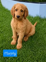 Murphy, a male Goldendoodle for sale in Leavenworth, IN – 1 of 6