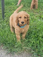 Murphy, a male Goldendoodle for sale in Leavenworth, IN – 3 of 6