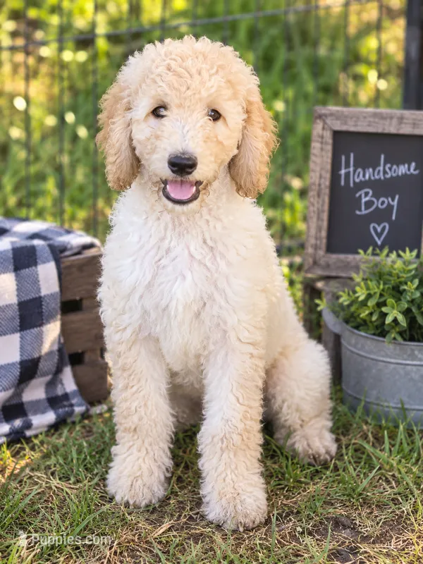 Olaf – Poodle - Standard  puppy for sale in Leavenworth, IN