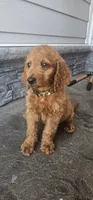 Lucas, a male Goldendoodle for sale in Leavenworth, IN – 5 of 6