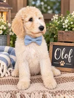 Olaf. REDUCED, a male Poodle - Standard  for sale in Leavenworth, IN – 2 of 2