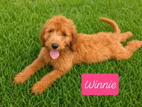 Winnie, a female Goldendoodle for sale in Leavenworth, IN – 1 of 3