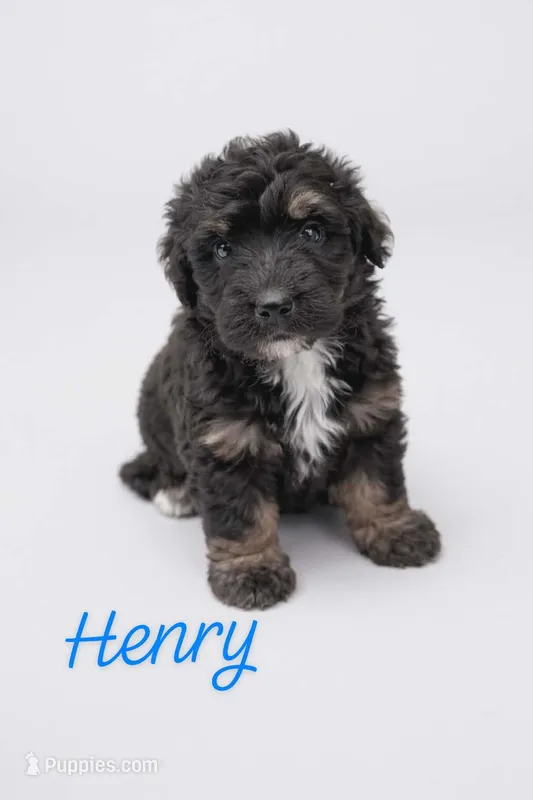 Henry – Bernedoodle puppy for sale in Leavenworth, IN