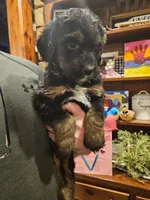 Henry, a male Bernedoodle for sale in Leavenworth, IN – Photo 3 of 4