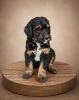 Henry, a male Bernedoodle for sale in Leavenworth, IN – Photo 4 of 4
