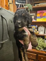 Henry, a male Bernedoodle for sale in Leavenworth, IN – Photo 2 of 4