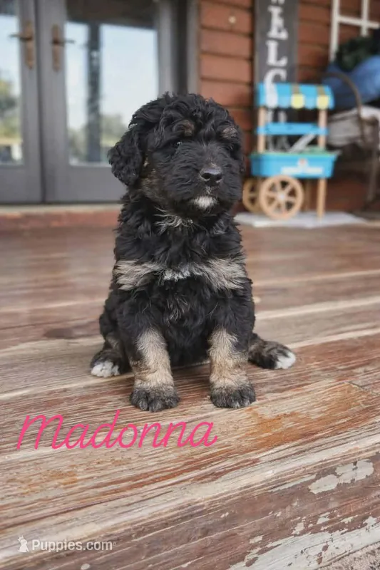 Madonna – Bernedoodle puppy for sale in Leavenworth, IN