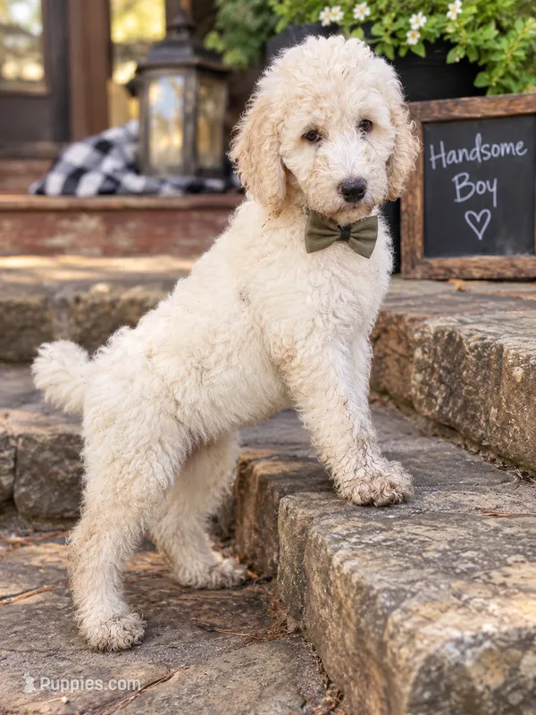Caleb – Poodle - Standard  puppy for sale in Leavenworth, IN