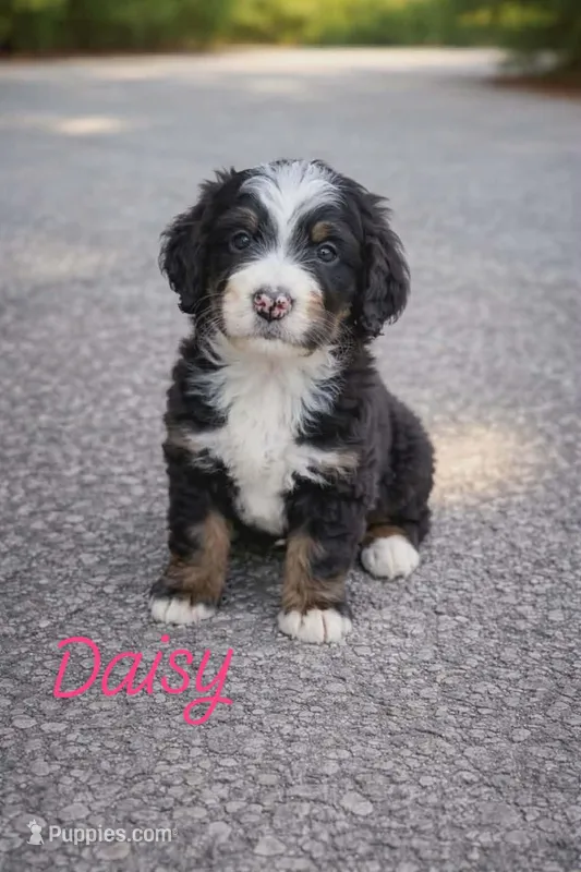 Daisy – Bernedoodle puppy for sale in Leavenworth, IN