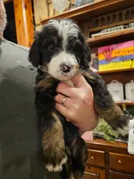Daisy, a female Bernedoodle for sale in Leavenworth, IN – Photo 5 of 5