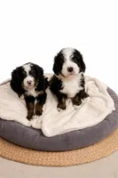 Daisy, a female Bernedoodle for sale in Leavenworth, IN – Photo 3 of 5