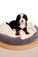 Daisy, a female Bernedoodle for sale in Leavenworth, IN – Photo 2 of 5