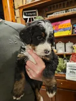 Daisy, a female Bernedoodle for sale in Leavenworth, IN – Photo 4 of 5