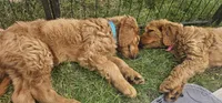 Murphy, a male Goldendoodle for sale in Leavenworth, IN – 5 of 6