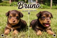 Bruno, a male Yorkshire Terrier for sale in Leavenworth, IN – 1 of 1