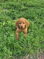 Lucas, a male Goldendoodle for sale in Leavenworth, IN – 2 of 6