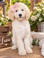 Luna. REDUCED, a female Poodle - Standard  for sale in Leavenworth, IN – 2 of 2