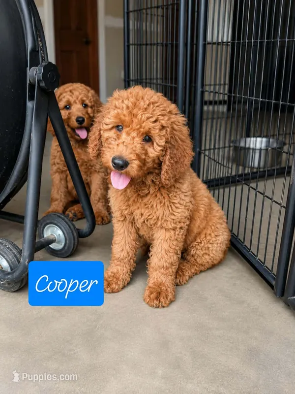 Cooper – Goldendoodle puppy for sale in Leavenworth, IN