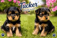 Tucker, a female Yorkshire Terrier for sale in Leavenworth, IN – 1 of 1