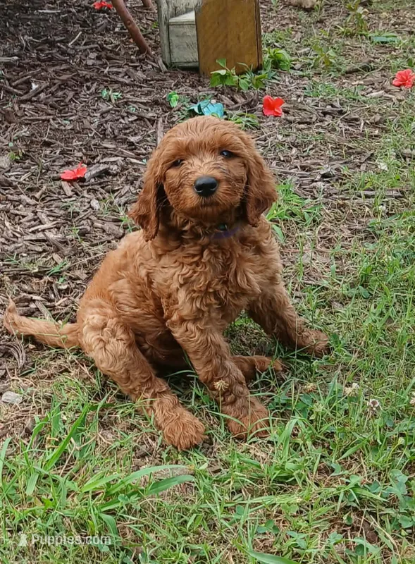 Finn – Goldendoodle puppy for sale in Leavenworth, IN