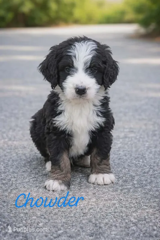Chowder – Bernedoodle puppy for sale in Leavenworth, IN