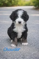 Chowder, a male Bernedoodle for sale in Leavenworth, IN – Photo 1 of 5