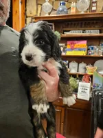 Chowder, a male Bernedoodle for sale in Leavenworth, IN – Photo 2 of 5