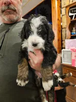 Chowder, a male Bernedoodle for sale in Leavenworth, IN – Photo 3 of 5