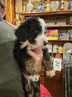 Chowder, a male Bernedoodle for sale in Leavenworth, IN – Photo 4 of 5