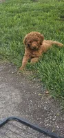 Cooper. REDUCED, a male Goldendoodle for sale in Leavenworth, IN – 2 of 3