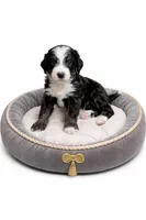 Sophia, a female Bernedoodle for sale in Leavenworth, IN – Photo 2 of 2