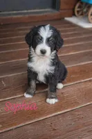 Sophia, a female Bernedoodle for sale in Leavenworth, IN – Photo 1 of 2