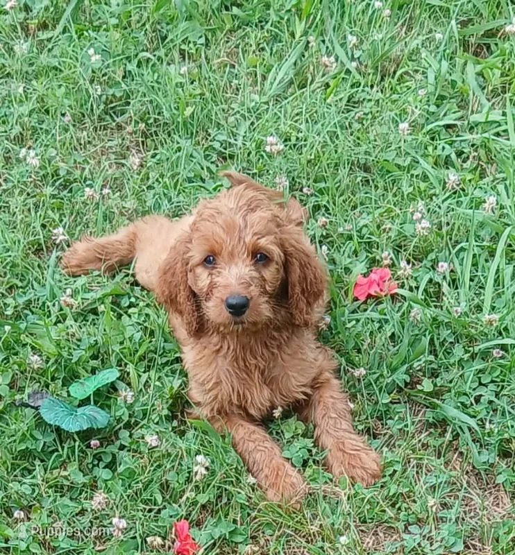 Hazel – Goldendoodle puppy for sale in Leavenworth, IN