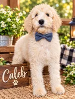 Caleb. REDUCED, a male Poodle - Standard  for sale in Leavenworth, IN – 2 of 2