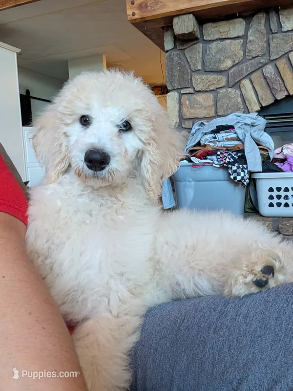 Caleb.  – Poodle - Standard  puppy for sale in Leavenworth, IN