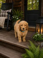 Murphy, a male Goldendoodle for sale in Leavenworth, IN – 4 of 6