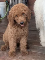 Cooper. REDUCED, a male Goldendoodle for sale in Leavenworth, IN – 3 of 3