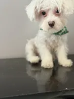 Keith Lee  “financing available “, a male Coton de Tulear for sale in Chicago, IL – 3 of 5