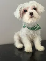 Keith Lee  “financing available “, a male Coton de Tulear for sale in Chicago, IL – 2 of 5