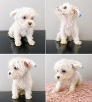 Kai, a male Coton de Tulear for sale in Chicago, IL – Photo 2 of 5