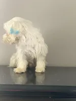 Kai, a male Coton de Tulear for sale in Chicago, IL – Photo 3 of 5