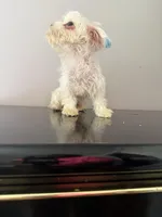 Kai, a male Coton de Tulear for sale in Chicago, IL – Photo 5 of 5