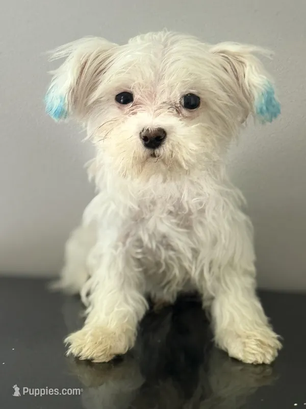 Kai – Coton de Tulear puppy for sale in Chicago, IL