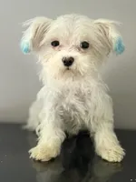 Kai, a male Coton de Tulear for sale in Chicago, IL – Photo 1 of 5