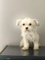 Kai, a male Coton de Tulear for sale in Chicago, IL – Photo 4 of 5