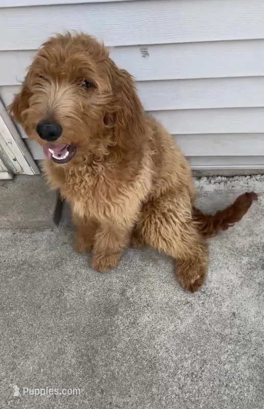 Vanilla  – Goldendoodle puppy for sale in Chicago, IL