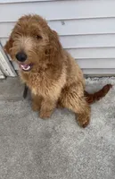 Vanilla , a female Goldendoodle for sale in Chicago, IL – 1 of 6