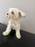 You name him financing available, a male Coton de Tulear for sale in Chicago, IL – Photo 4 of 4