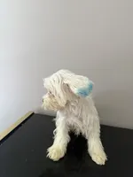 You name him financing available, a male Coton de Tulear for sale in Chicago, IL – Photo 3 of 4